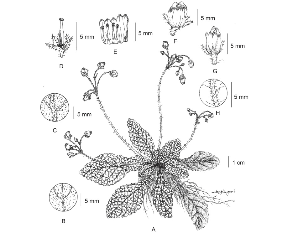 小花馬鈴苣苔