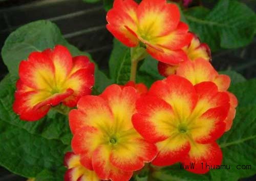 報春花屬(Primula)