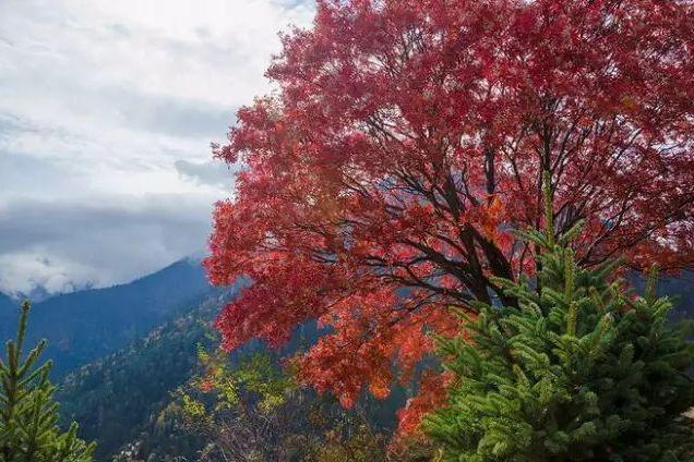 花楸樹嶗山無性系32號