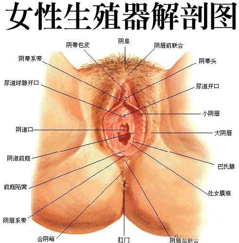 中醫婦科學(中醫學科)