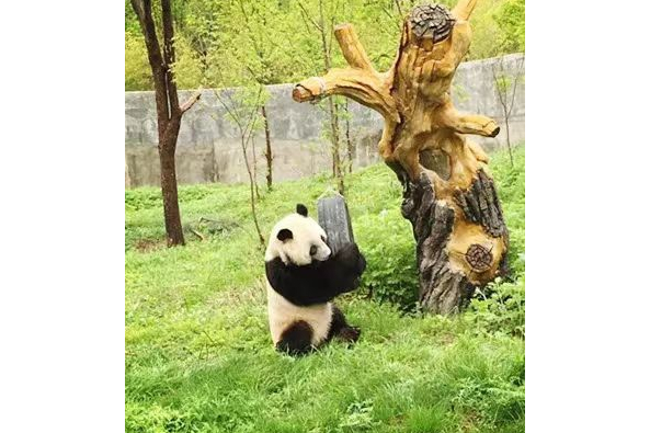 大熊貓安安(安安（2013年出生在陝西的大熊貓）)