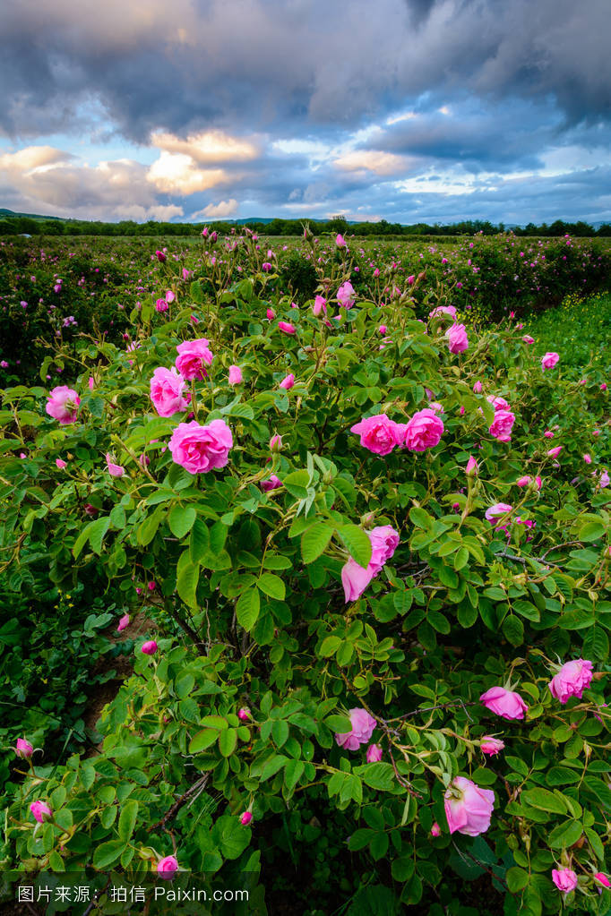 大馬士革薔薇系