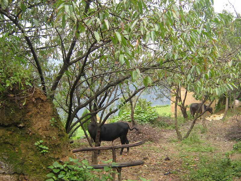 大春樹村