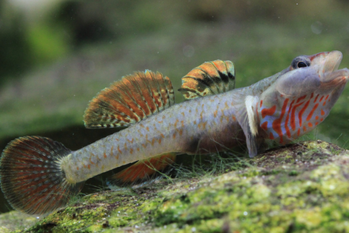 吻蝦虎魚屬