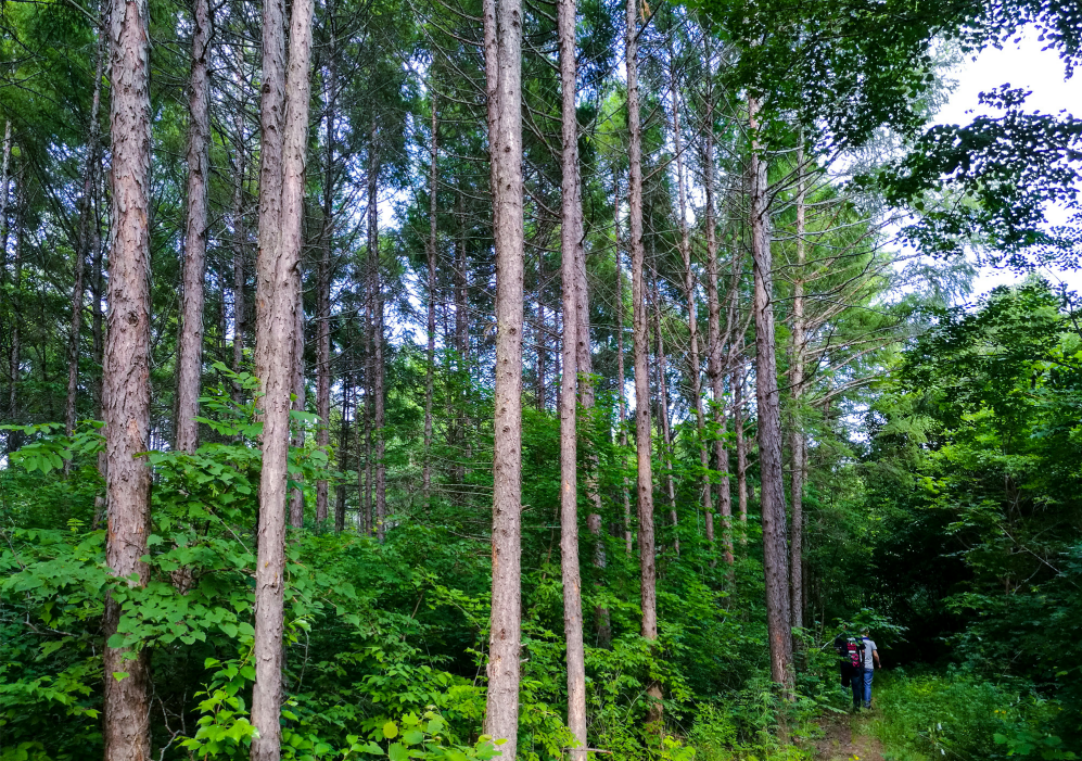 華夏東極森林公園