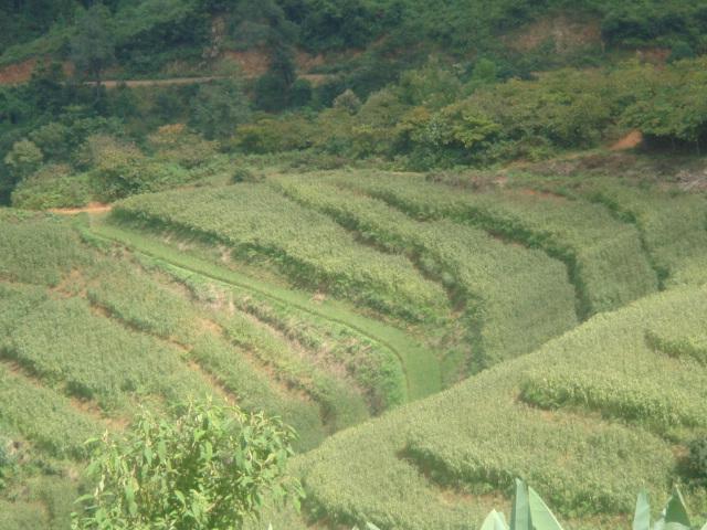 里合寨村