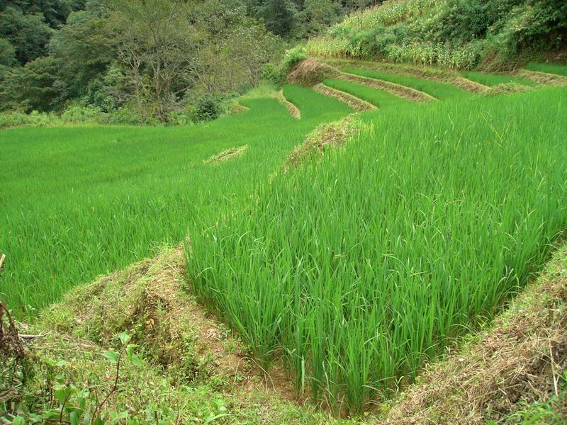 小木卡衣自然村種植產業