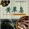 雲南名特藥材種植技術叢書：黃草烏