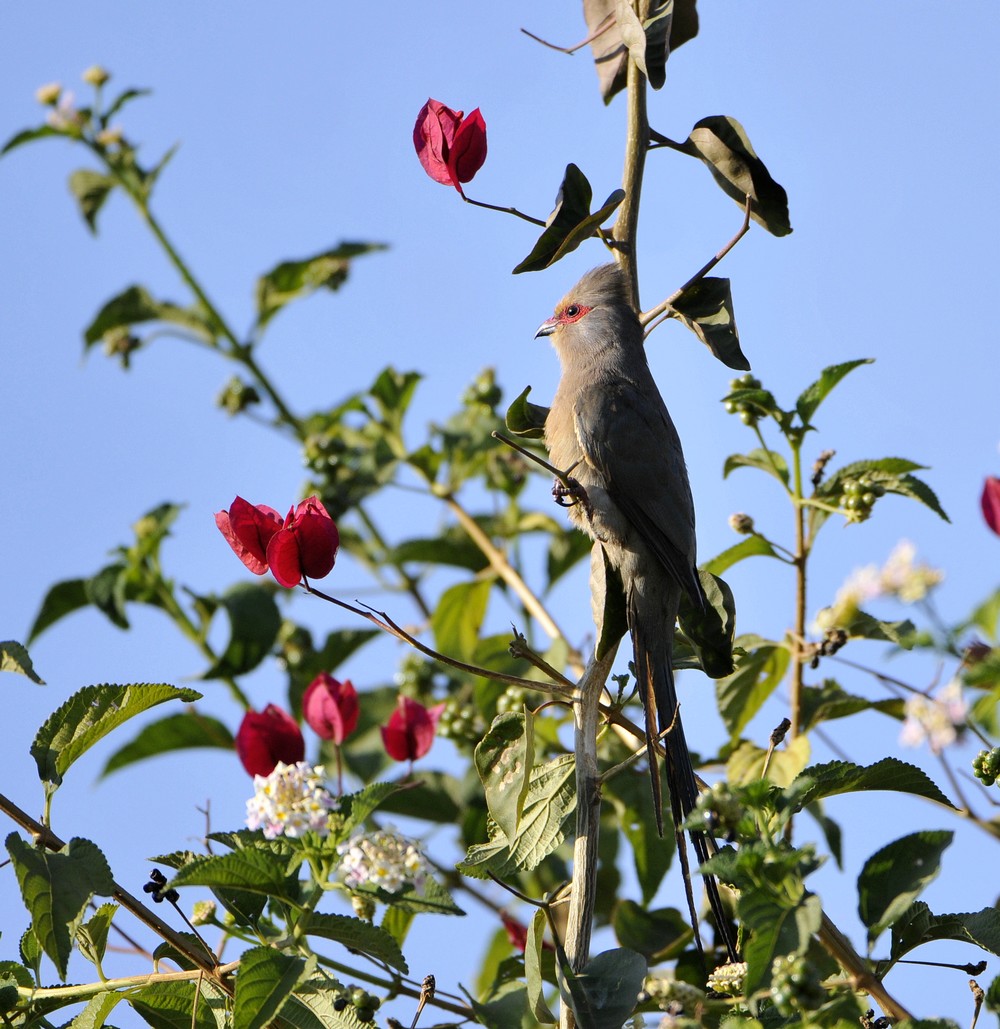 紅臉鼠鳥