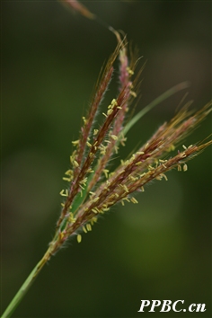 臭根子草