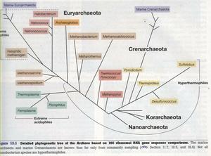 古核生物的結構