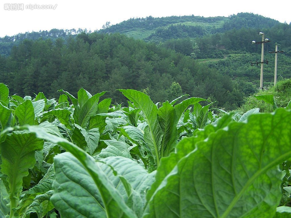 譚壩鎮內種植的烤菸