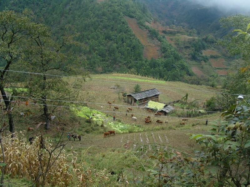 新化自然村養殖業