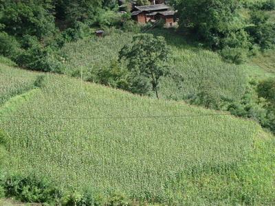 小三界村玉米種植業