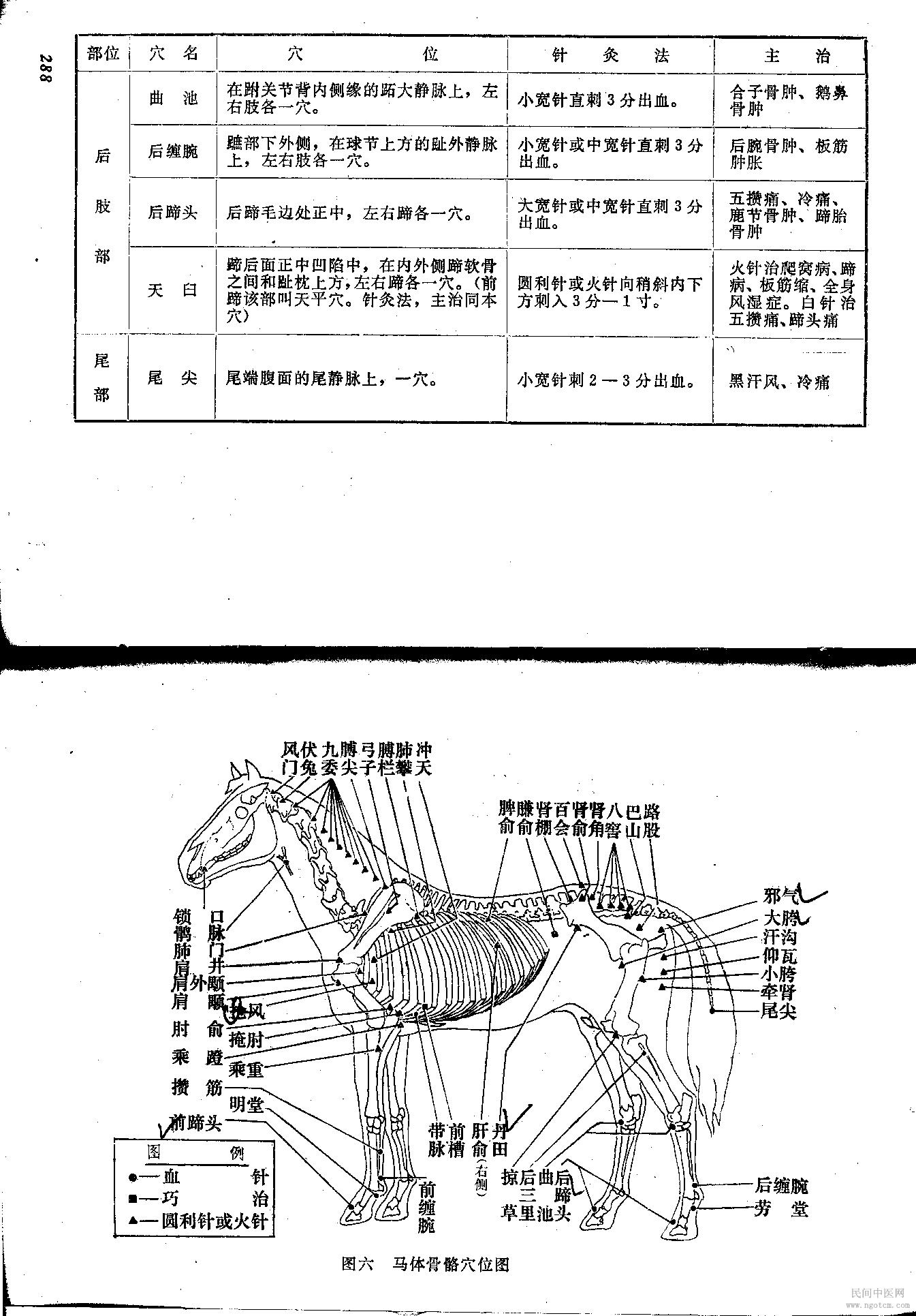 中獸醫診療