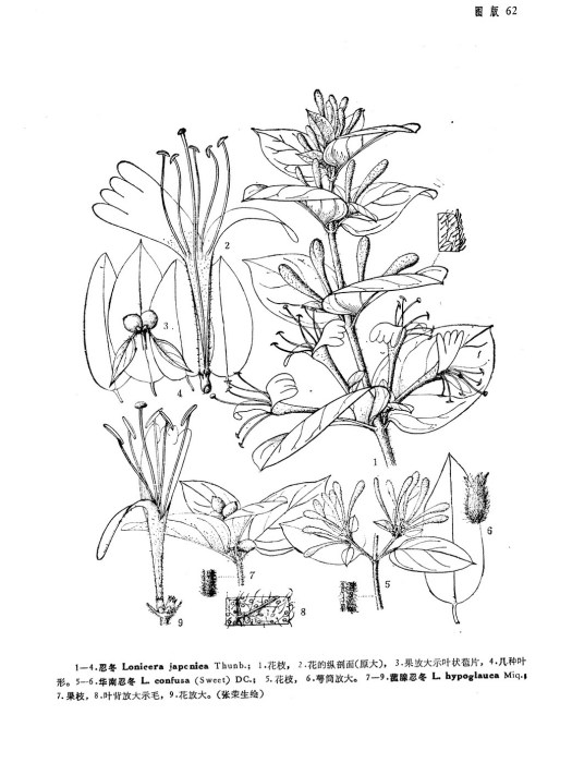 菰腺忍冬（原亞種）