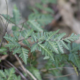 銀粉背蕨(德欽粉背蕨（變種）)