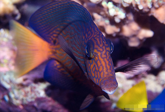 夏威夷櫛齒刺尾魚