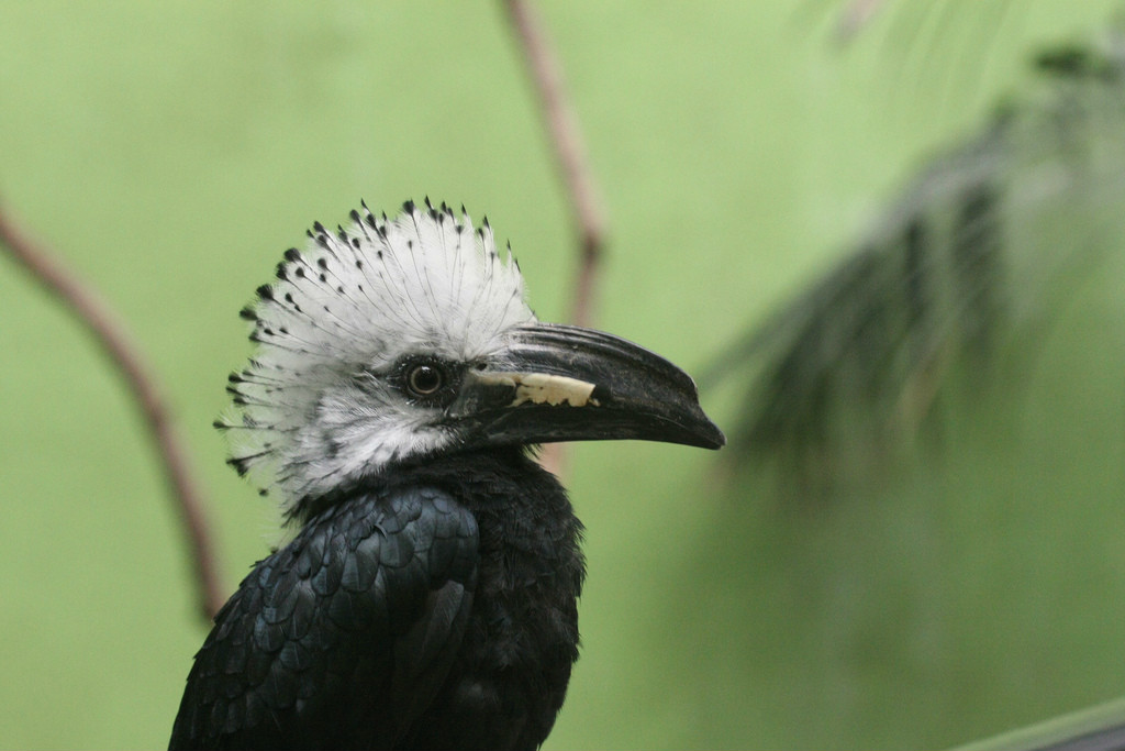 白冠犀鳥屬