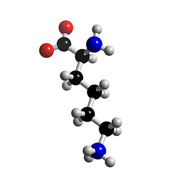 賴氨酸(lysine)