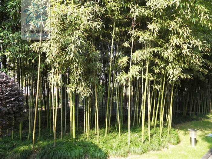 雷竹（栽培型）