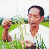 雜交水稻之父袁隆平