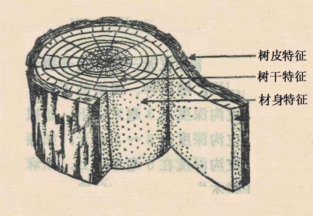 木材識別輔助特徵