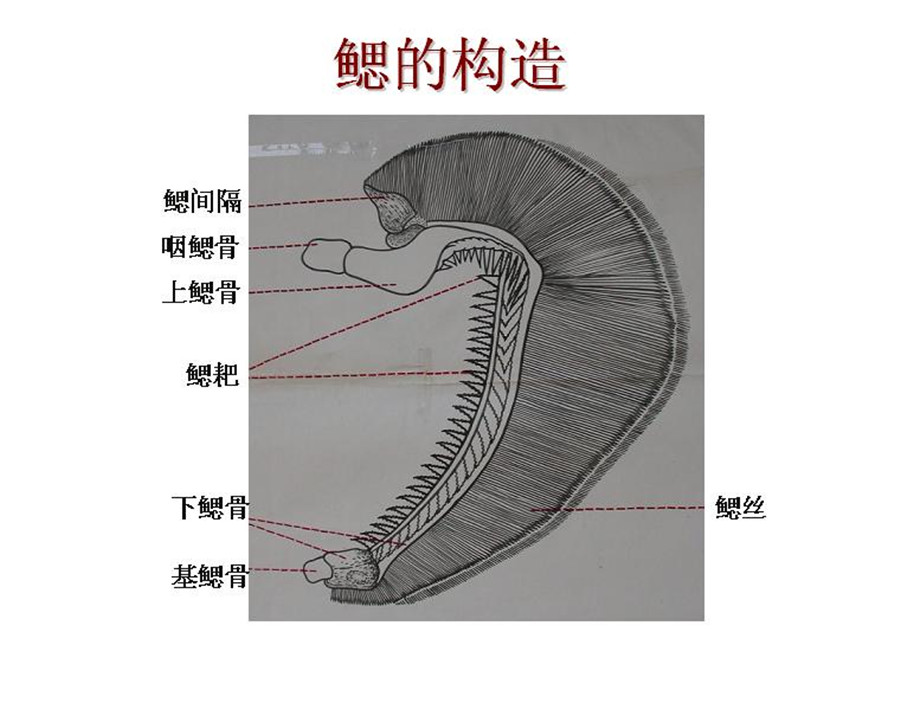 鰓裂 中文百科全書