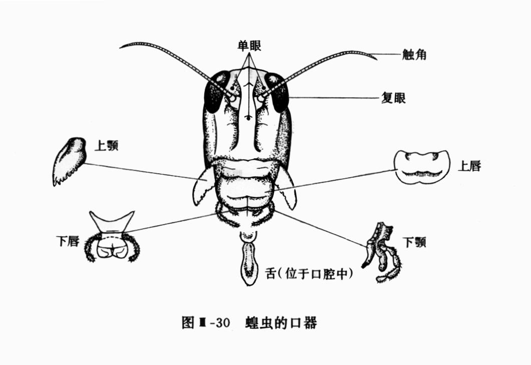 刺舐式口器