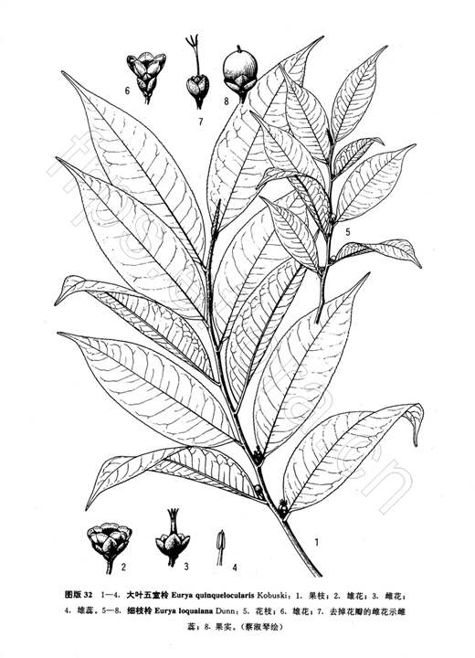 細枝柃（原變種）