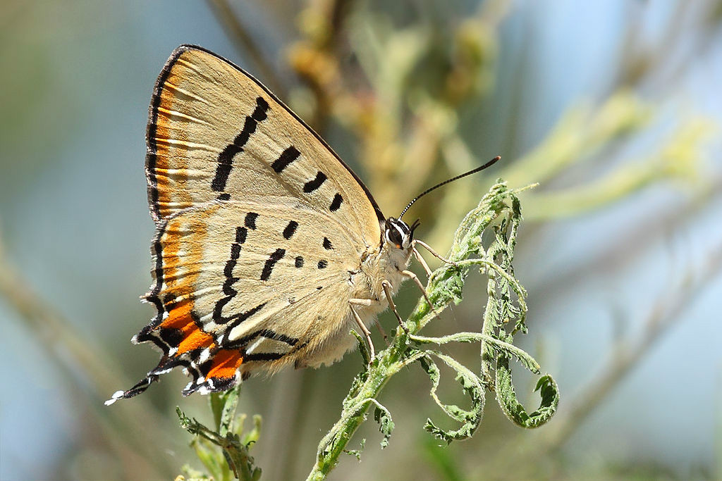 Jalmenus evagoras