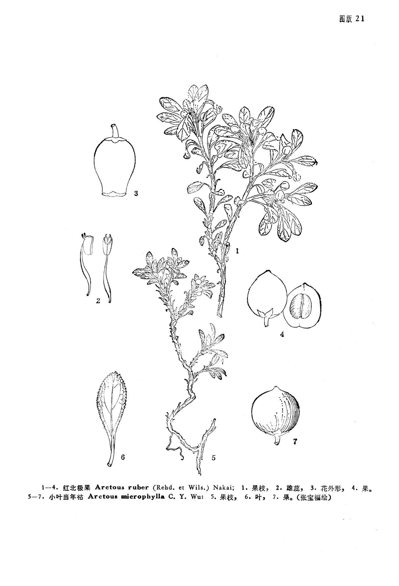 小葉當年枯