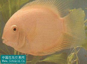 鳳梨魚