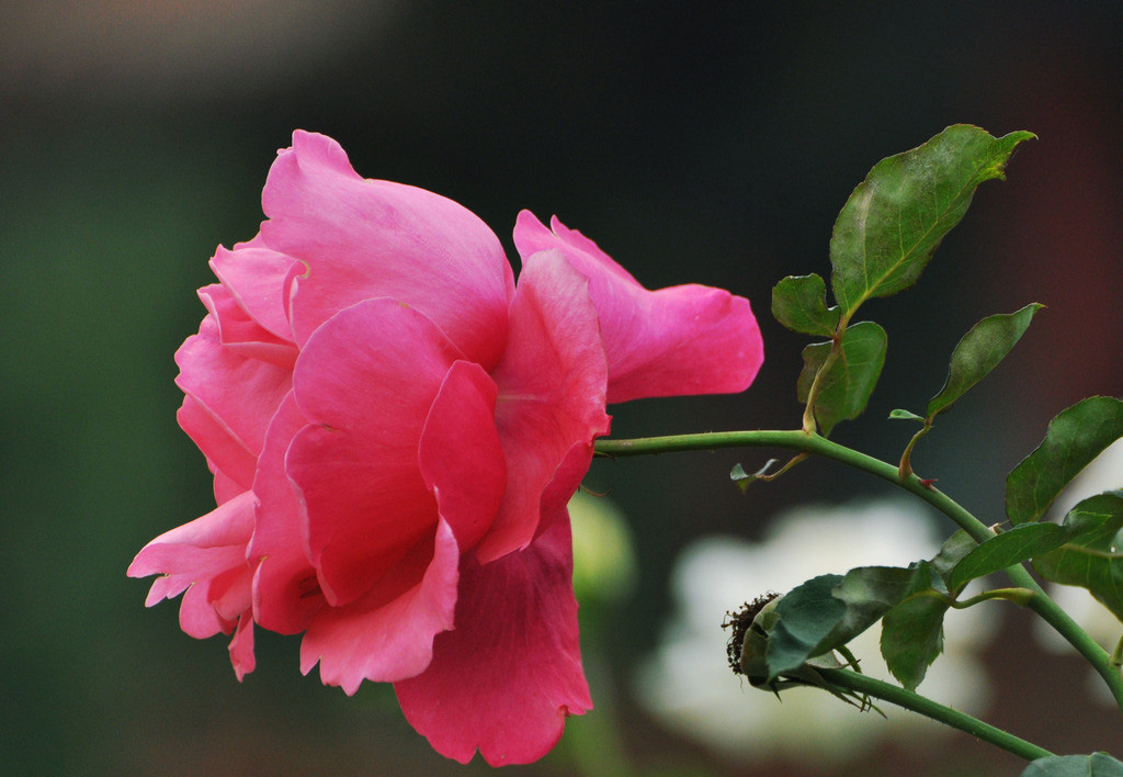 彩玉(薔薇屬月季栽培品種)