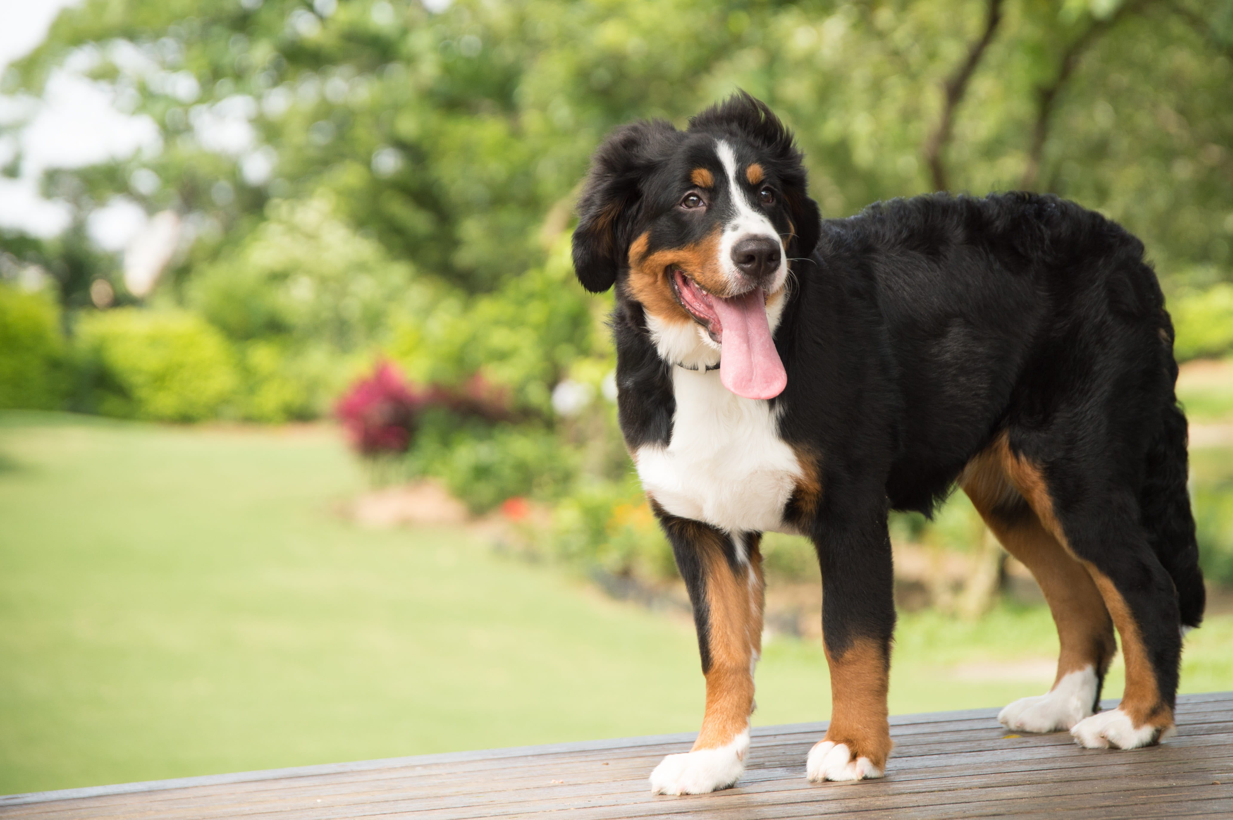 聖伯納犬(阿爾卑斯山獒)