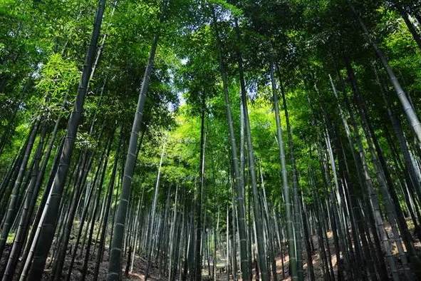 空心帶鞘箭竹（變型）