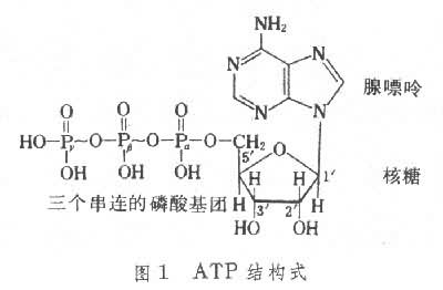 ATP-三磷酸腺苷分子式