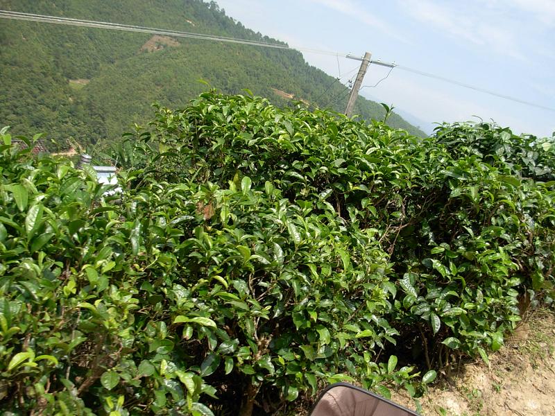 岔路施家自然村茶葉種植