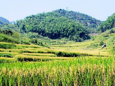 上蔡岙村