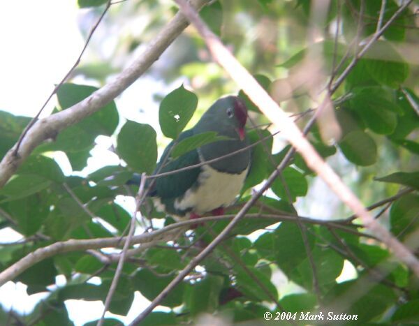 梅氏果鳩(梅里氏果鳩)