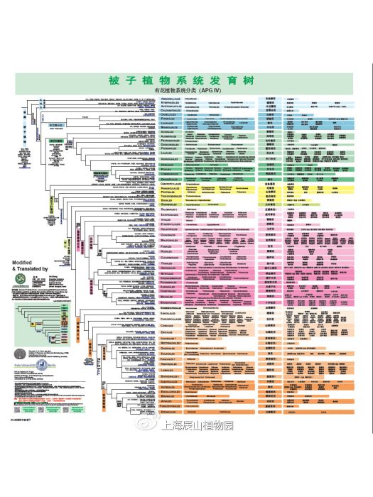 APG IV系統(APG（被子植物分類系統簡稱）)