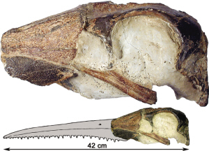 史前巨鴨的頭骨化石