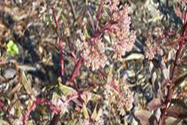 Sedum \x27Garnet Brocade\x27