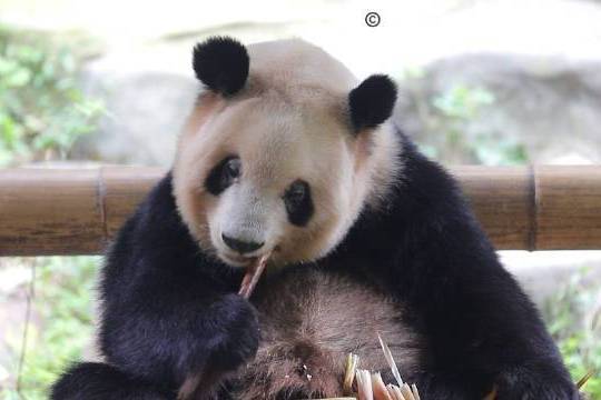 熊貓友友(重慶動物園大熊貓)