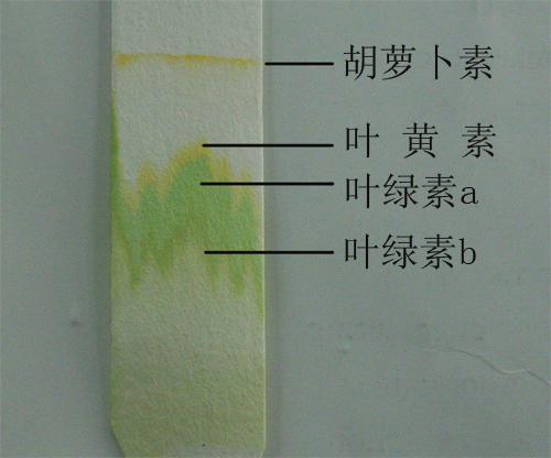 葉綠體的色素分離