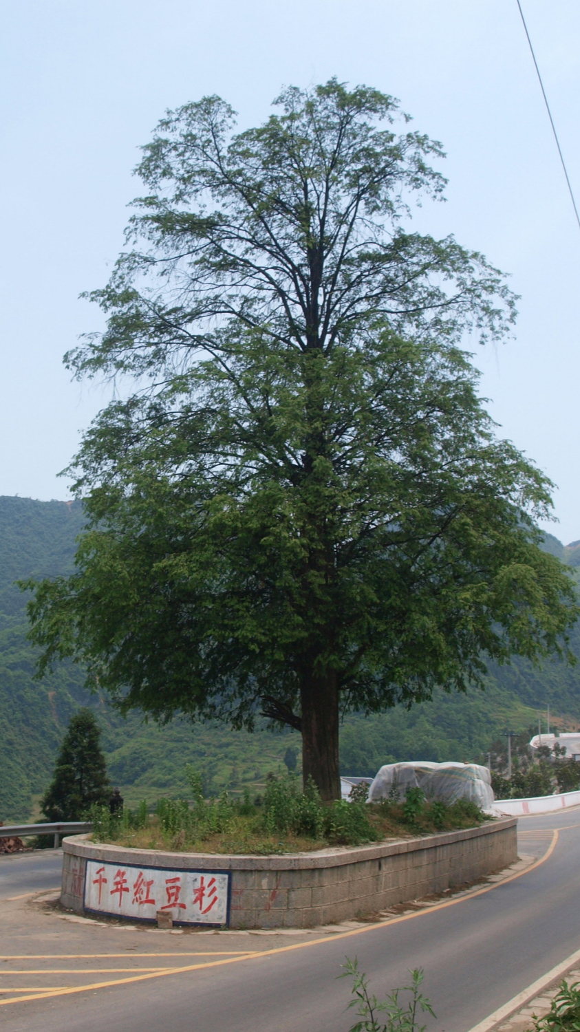 甘肅官鵝溝國家森林公園