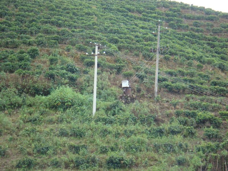 永農茶廠村