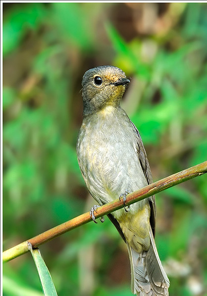 棕腹藍仙鶲（♀雌性）