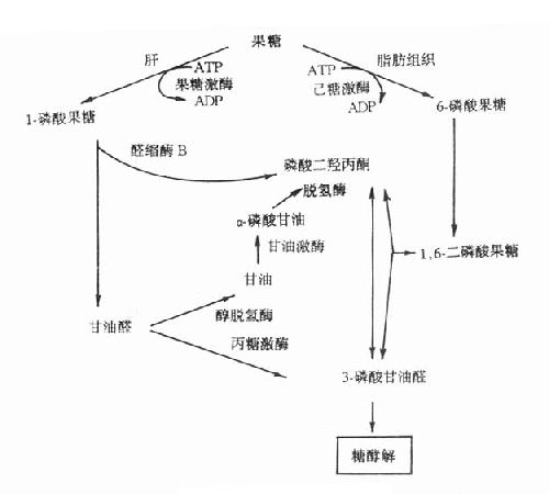 果糖的代謝途徑