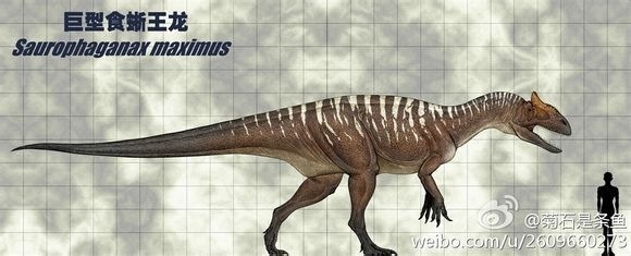 食蜥王龍10.5米平均個體